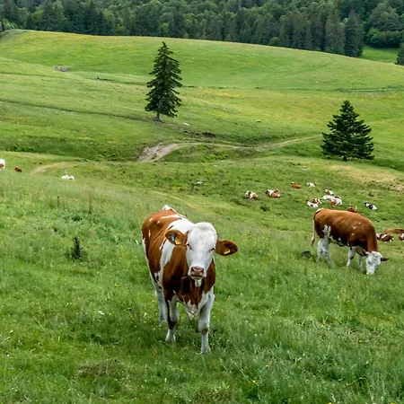 1 Panoramablick - Neu Incl 3-weltencard Mit 140 Kostenlosen Attraktionen * Bernau im Schwarzwald